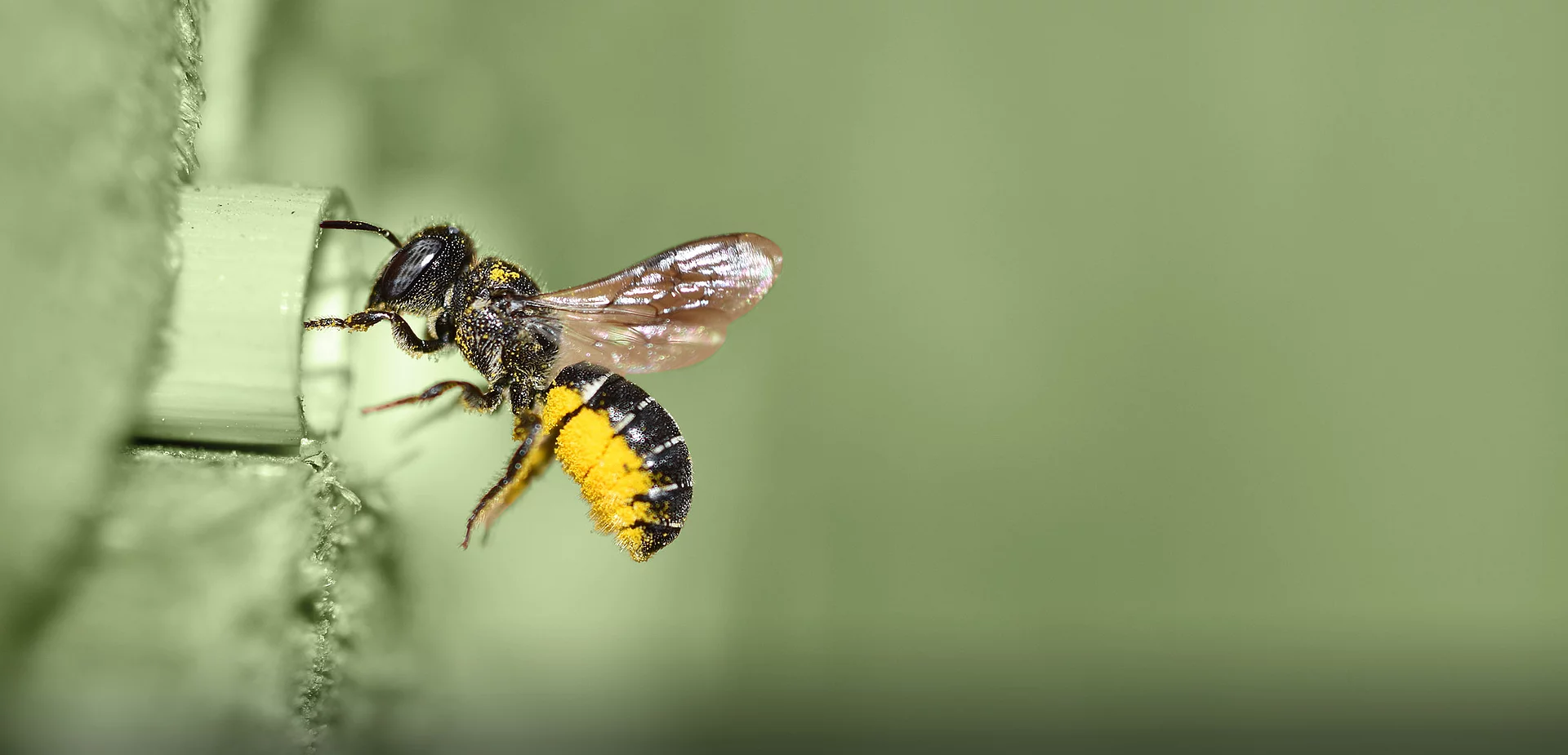 Insektenschutz mit SCHWEGLER großaufnahme biene